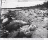 Photo from The Beaver, 1956, claiming the abuse of hunting.  Courtesy CBC Archives.